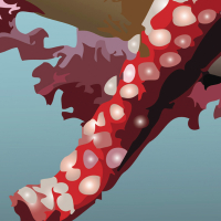 Blossoms on a starfish