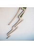 Walking stick - Diesbachia tamyris